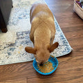 PawNestia Lick & Slow Feeder Bowl – Mealtime, Mindfully Paced